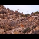 Der Südostspanische Steinbock?